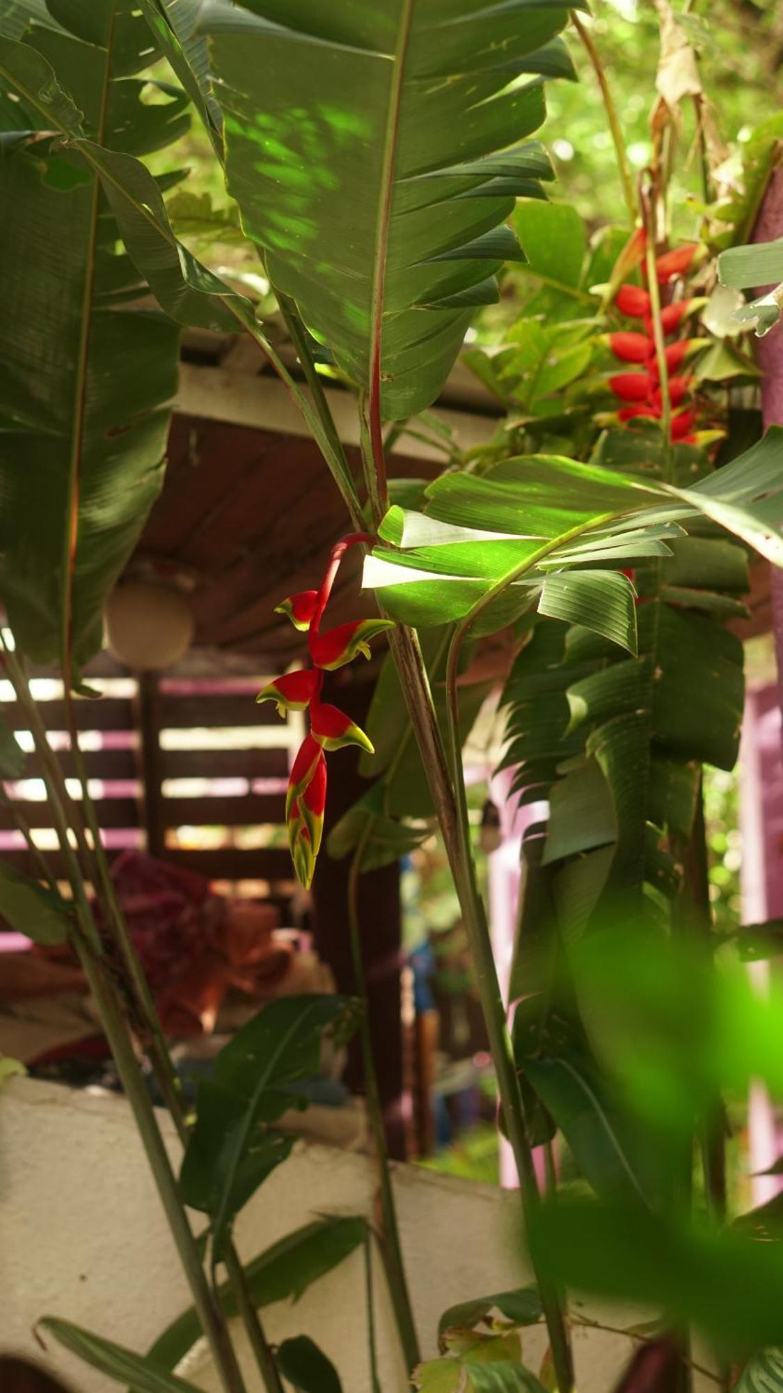 Poa Eco Hostel Porto Alegre Dış mekan fotoğraf